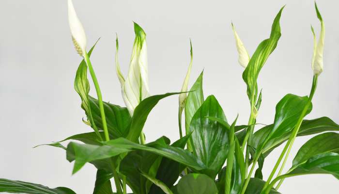 Peace Lily