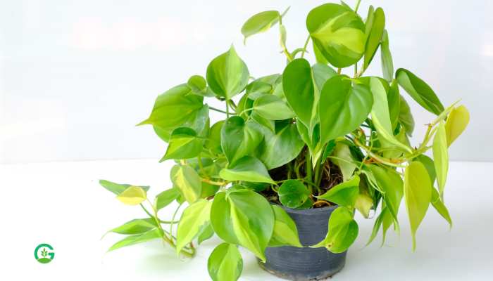 Philodendron Hanging Plant