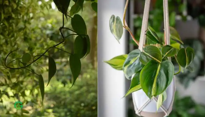 Philodendron Hanging Plant