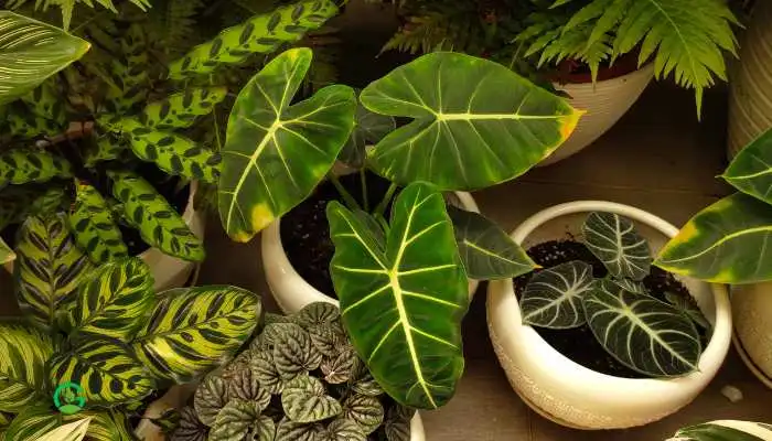 Philodendron Hanging Plant