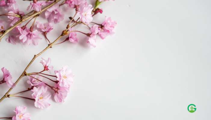 Pink and White Flowers