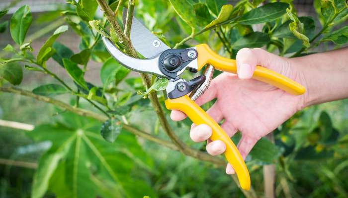 Pruning Shears