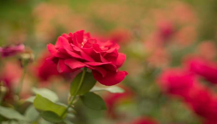 Radiant Roses Plant