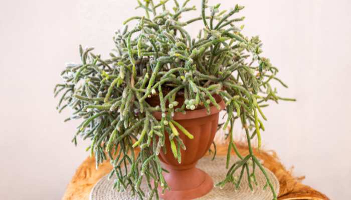 Rhipsalis Plants