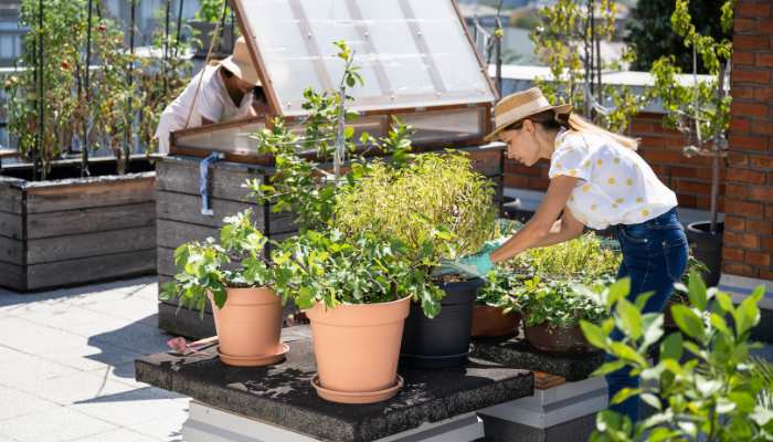 Rooftop Gardening