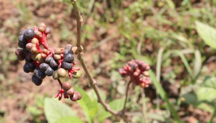 Sarpagandha Plant