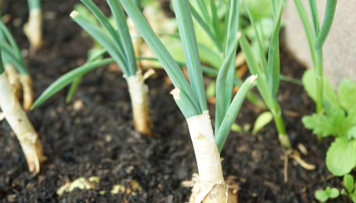 Scallion Garden