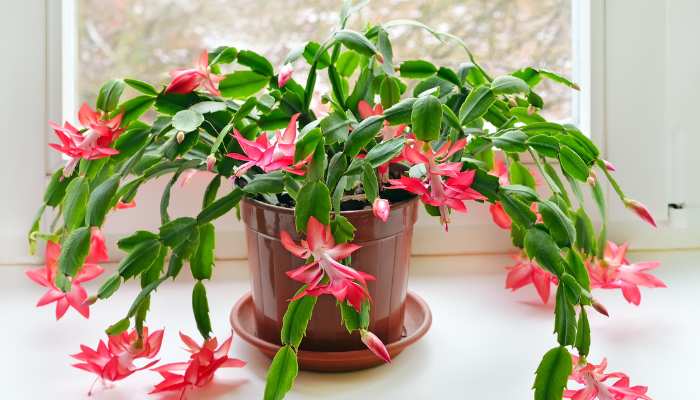 Schlumbergera Plants