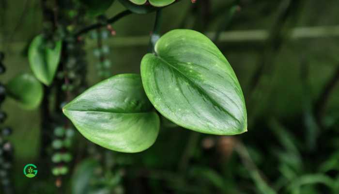 Scindapsus Treubii Moonlight