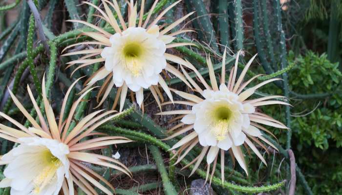 Selenicereus Grandiflorus Plants