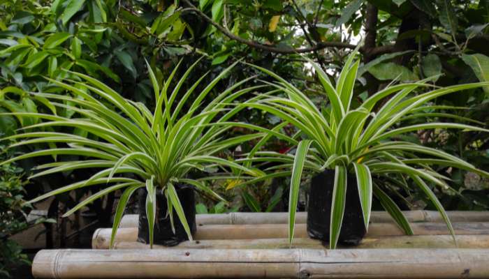 Spider Plant