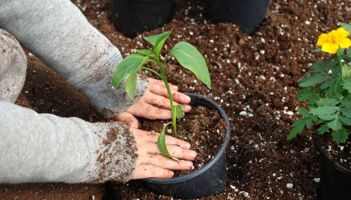 Starting a Garden for Beginners