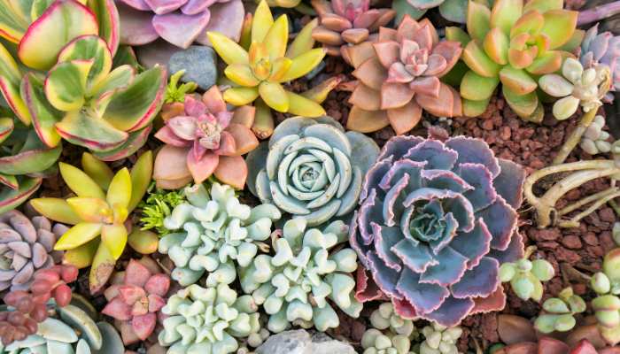 Succulent Garden