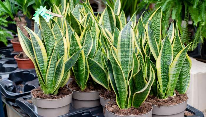 10 Benefits of Snake Plant for Skin