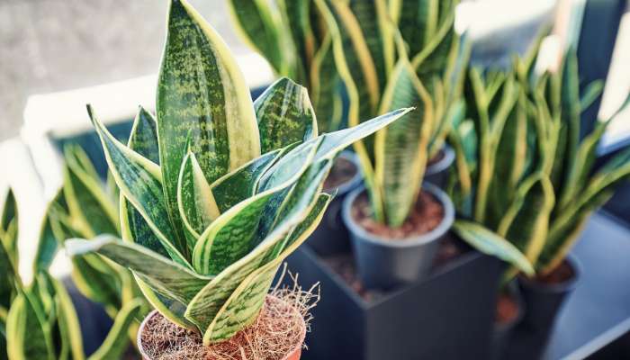 10 Benefits of Snake Plant for Skin