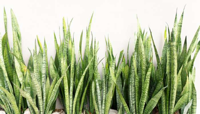 Top 10 Benefits of Snake Plant