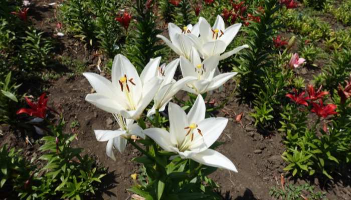 Lilies