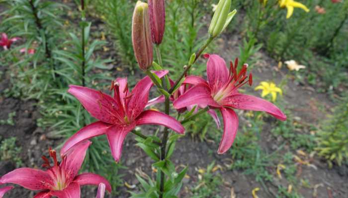 The Mysteries of Daylilies