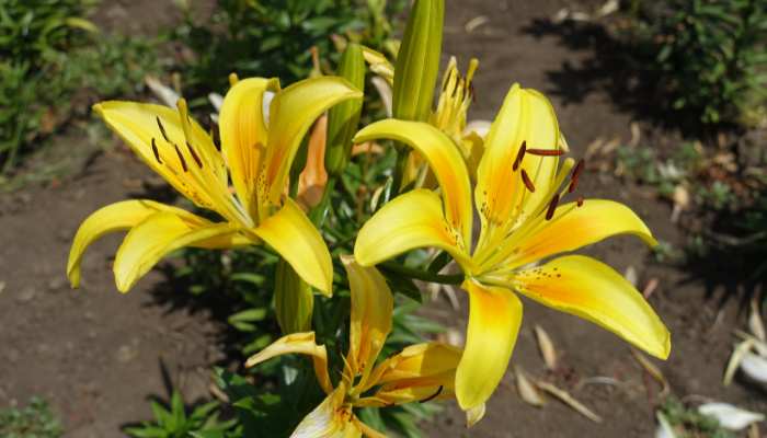 The Mysteries of Daylilies