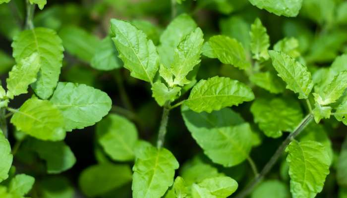 Tulsi Holy Basil