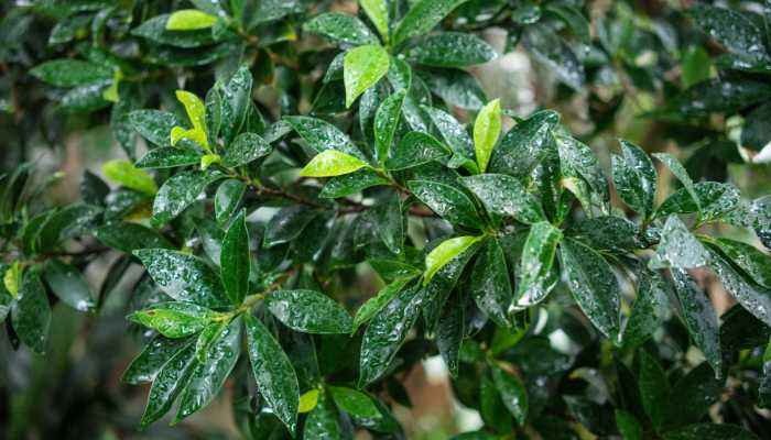 Types of Rubber Plants Ficus Nitida