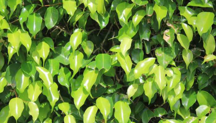 Types of Rubber Plants Ficus benjamina