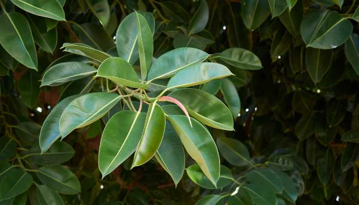 Types of Rubber Plants Ficus elastica