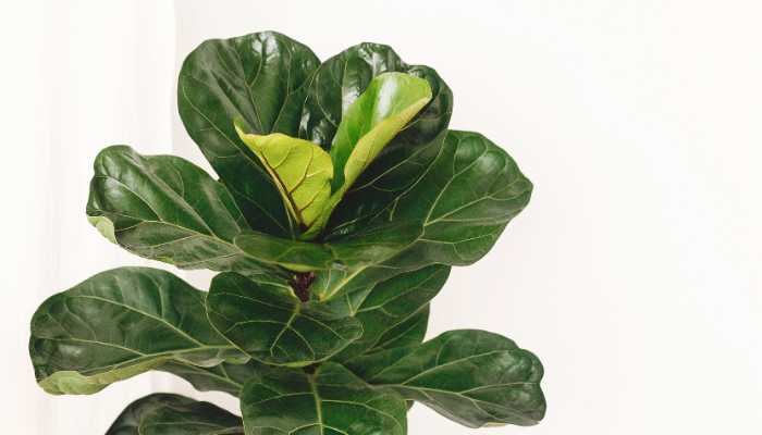 Types of Rubber Plants Ficus lyrata