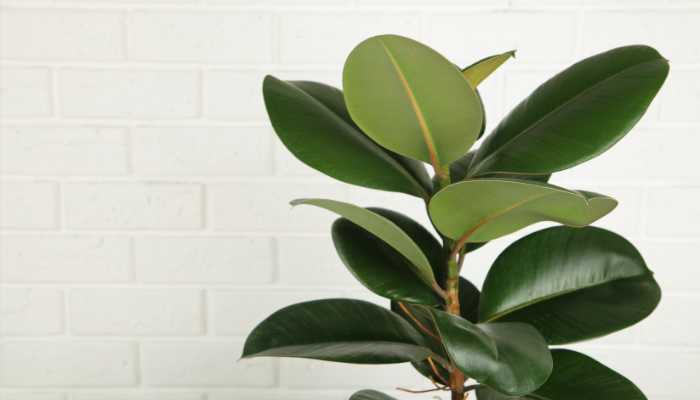 Types of Rubber Plants Ficus robusta