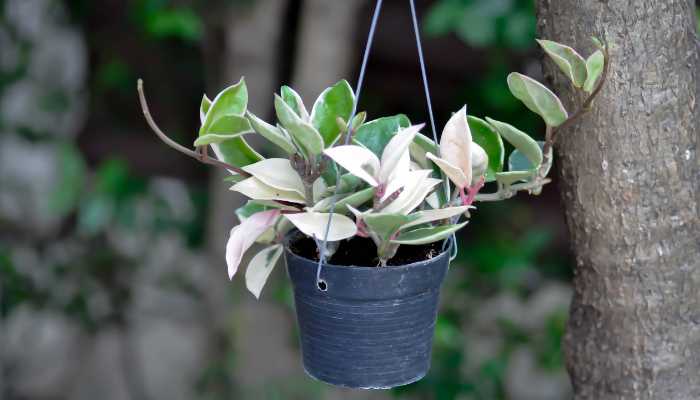 Types of Rubber Plants Hoya carnosa