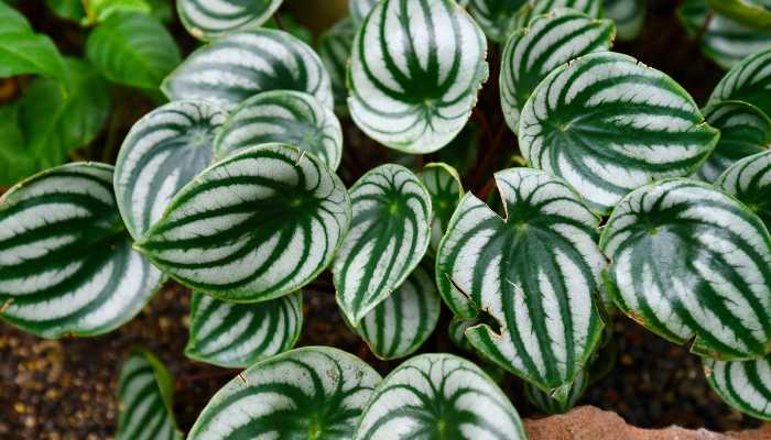 Types of Rubber Plants Peperomia clusiifolia