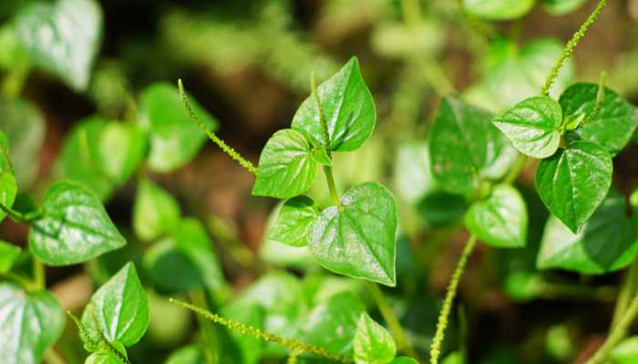 Types of Rubber Plants Peperomia magnoliifolia