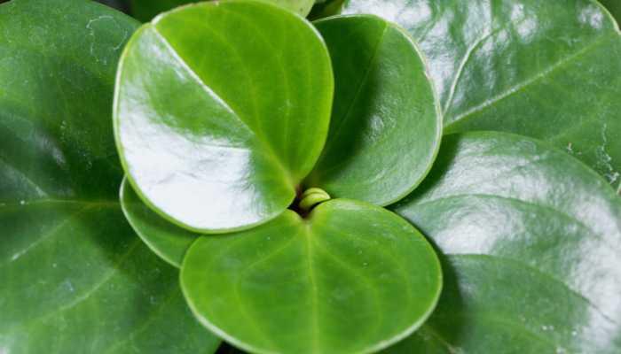 Types of Rubber Plants Peperomia obtusifolia