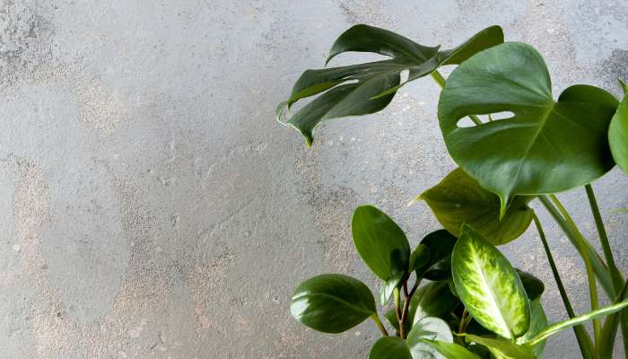 Variegated Indoor Plants