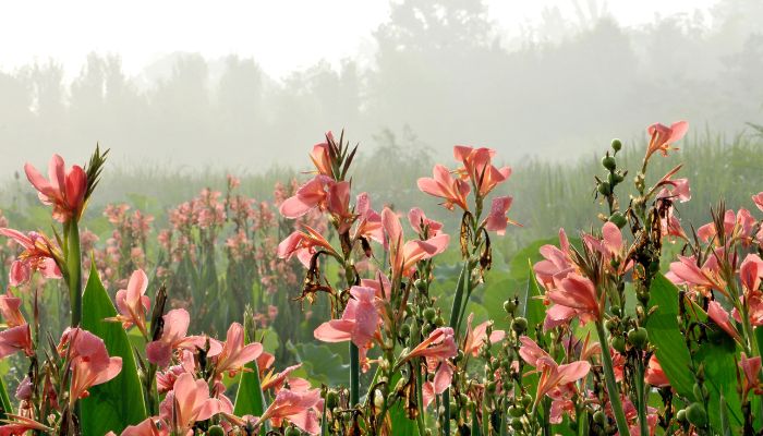 Vivacious Gladiolus Plant