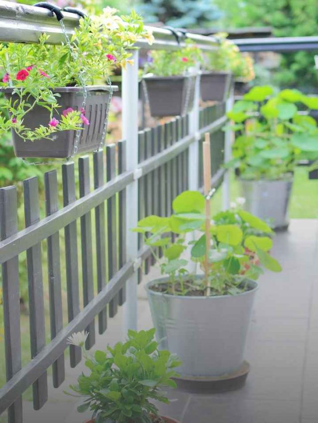 Best Terrace Plants Ideas