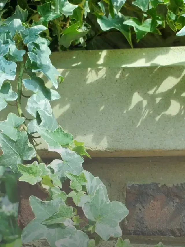 Hanging Ivy Plant