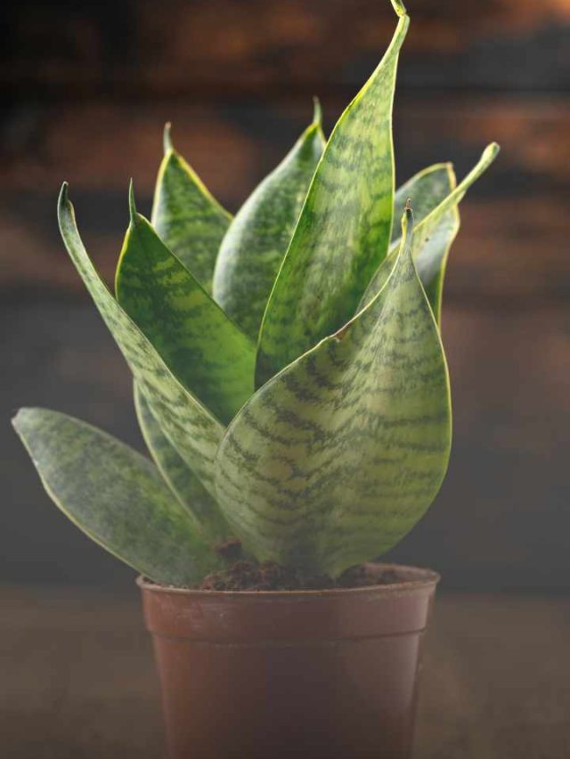 5 Benefits of Snake Plant story 5