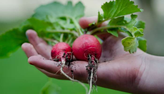 what is Kitchen gardening