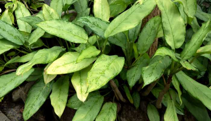 Aglaonema Silver Queen Plant