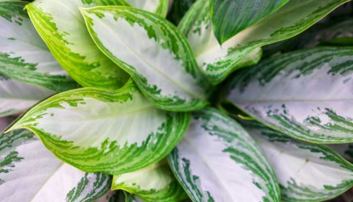 Aglaonema Silver Queen Plant