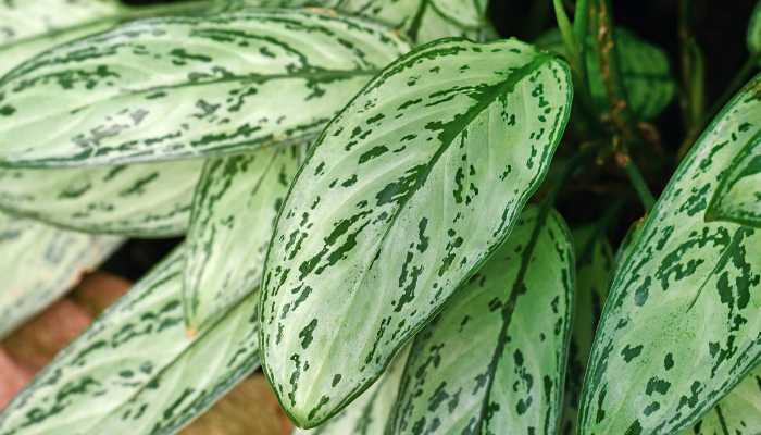 Aglaonema Silver Queen Plant