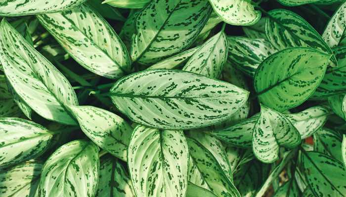 Aglaonema Silver Queen Plant