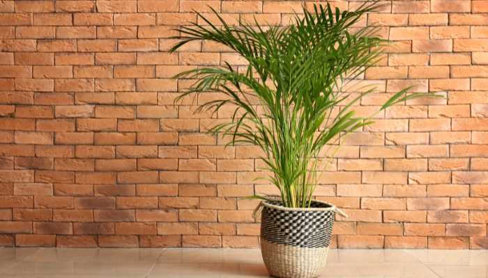 Areca Palm Plant