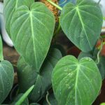 Philodendron micans Plant