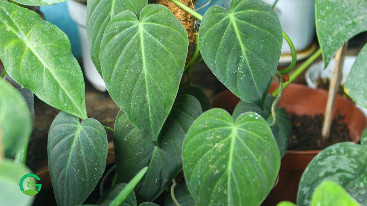 Philodendron micans Plant