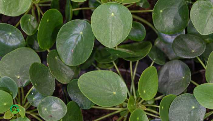 Black Money Plant