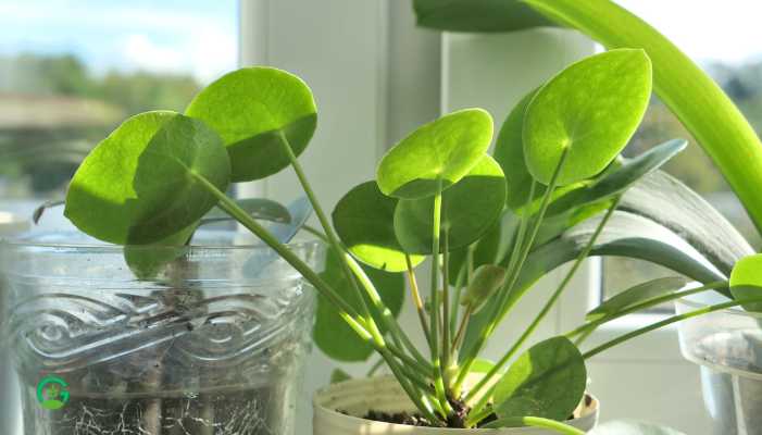 Black Money Plant