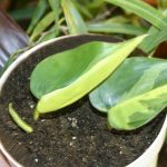 Brazilian Philodendron