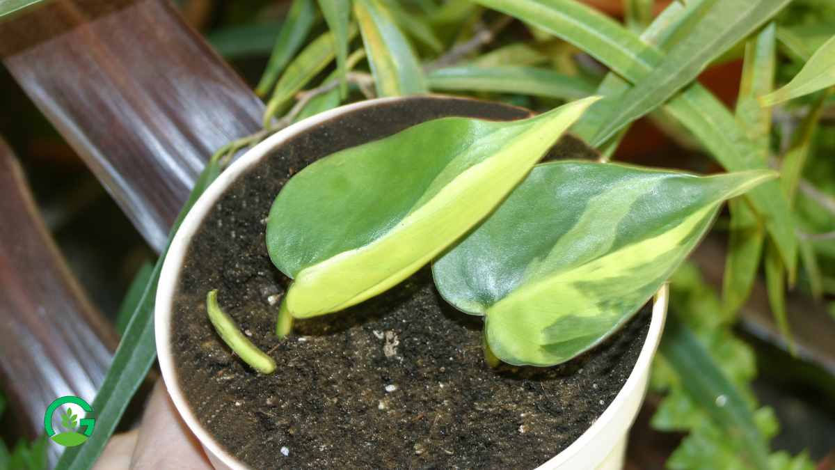 Brazilian Philodendron